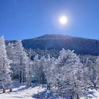 縞枯山荘までの道がとってもキレイ