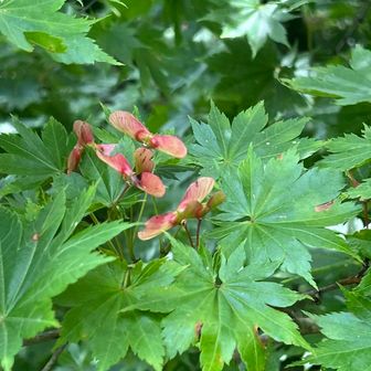 もう実がなってる🍁