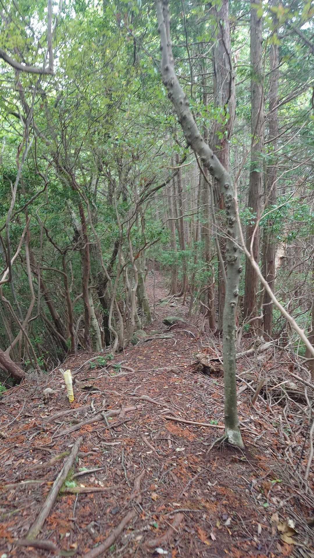 尾根歩きは風が気持ちいい🍃