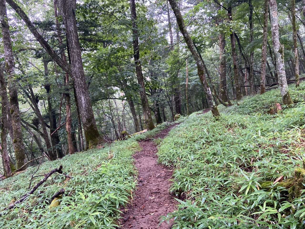 登山道以外は歩かないように😊
当たり前だね