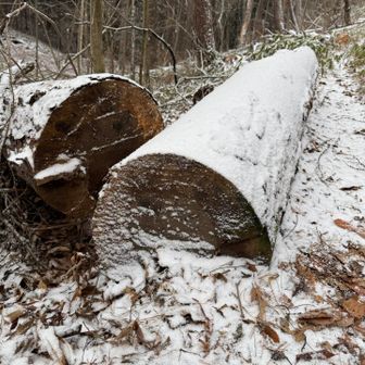 巨大ブッシュドノエル🎄