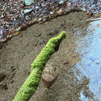 倒木の苔 良い色してる
まだ、そこまで冷え込んで無いからか？