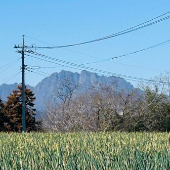 ネギ畑が広がる風景