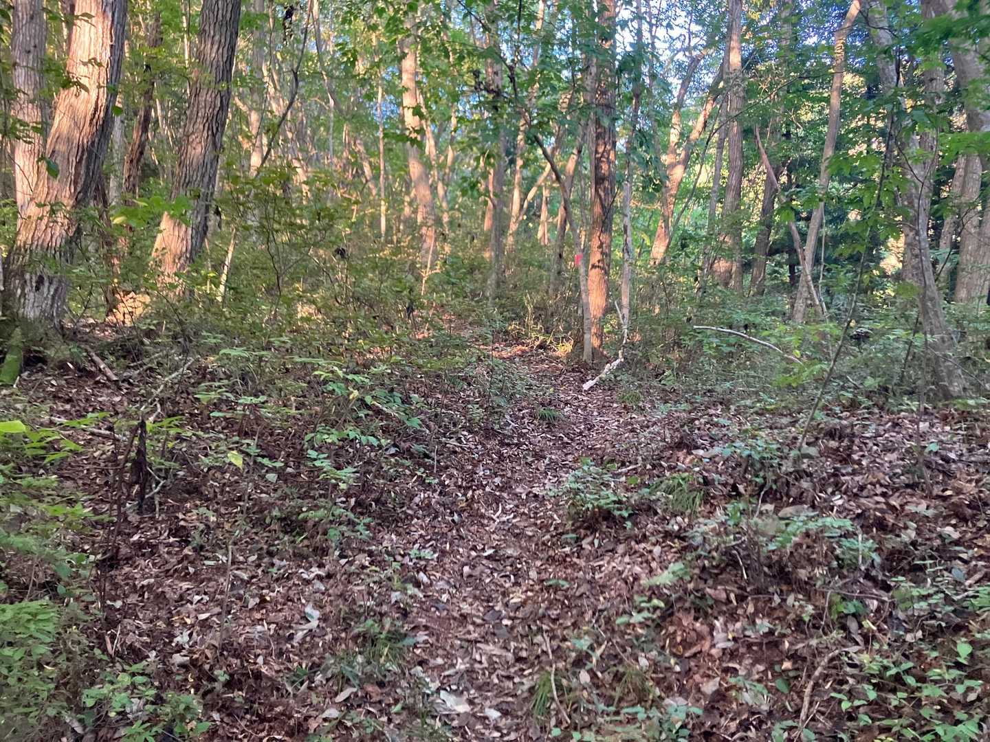 鷲の巣山登山口-鷲の巣山 往復コースの写真