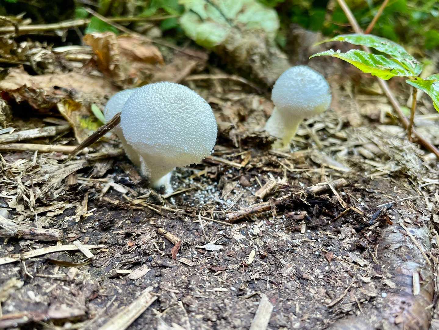 🍄