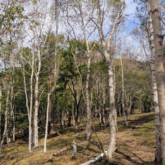 錦晶水から国師ヶ原周辺にかけ、美しいシラカバの林が