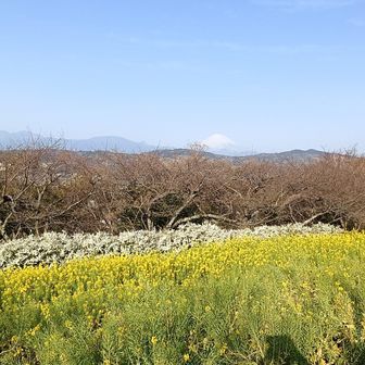 桜が咲いたら最高でしょ