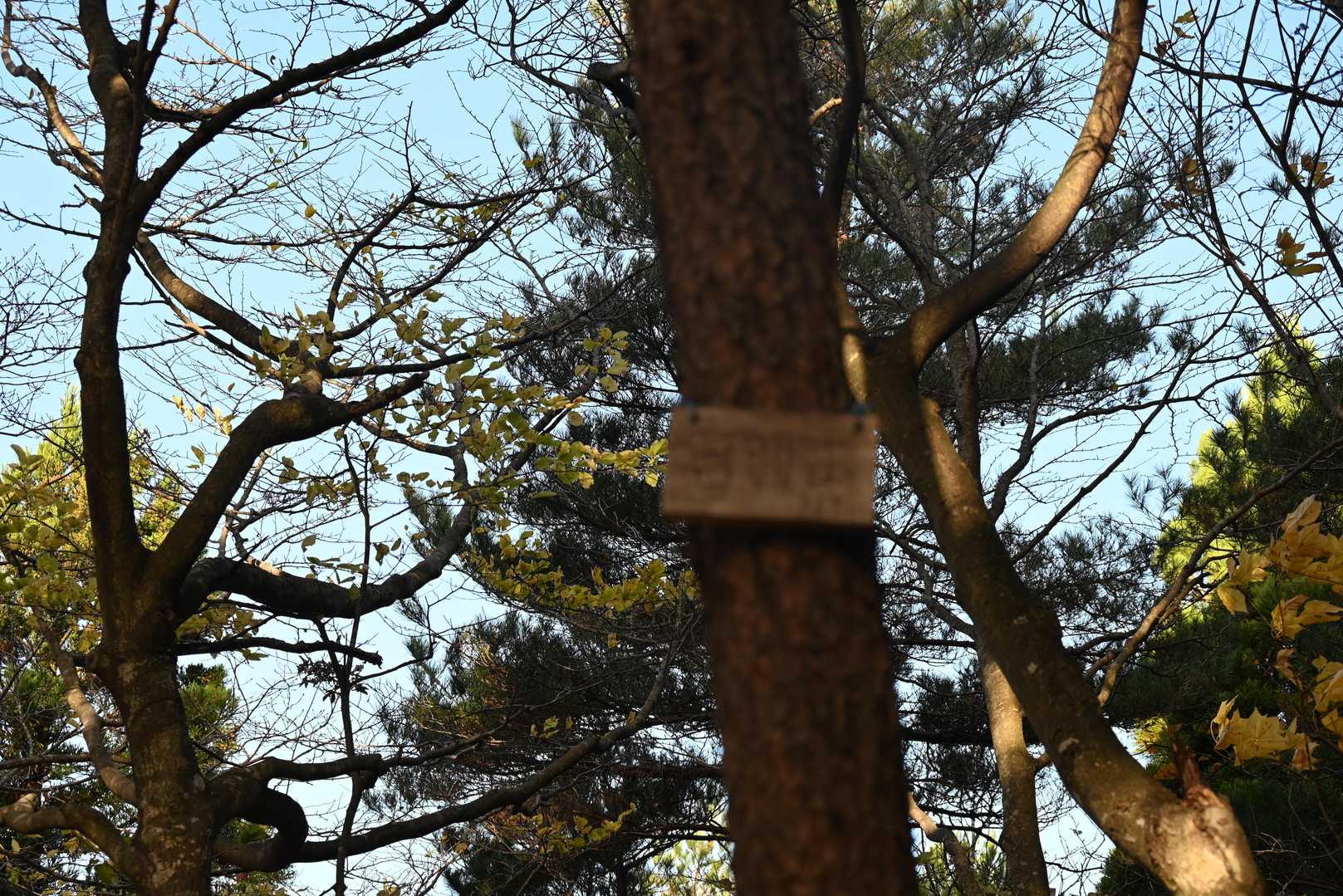 📸プレートの『台羽山』にピントが合っていません😭
