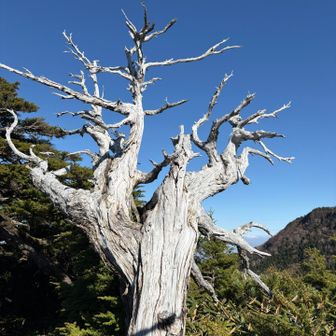 真っ白な木が青空に映えるね