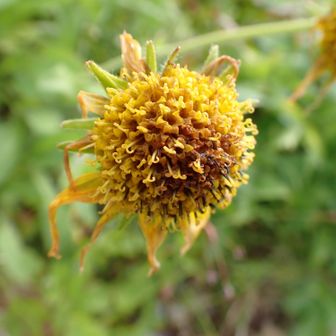 タテヤマウサギギクの「花後（咲き終わり）の姿」