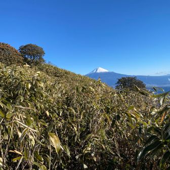 笹の間から富士山🗻