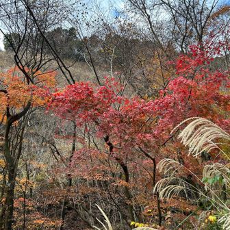 紅葉🍁