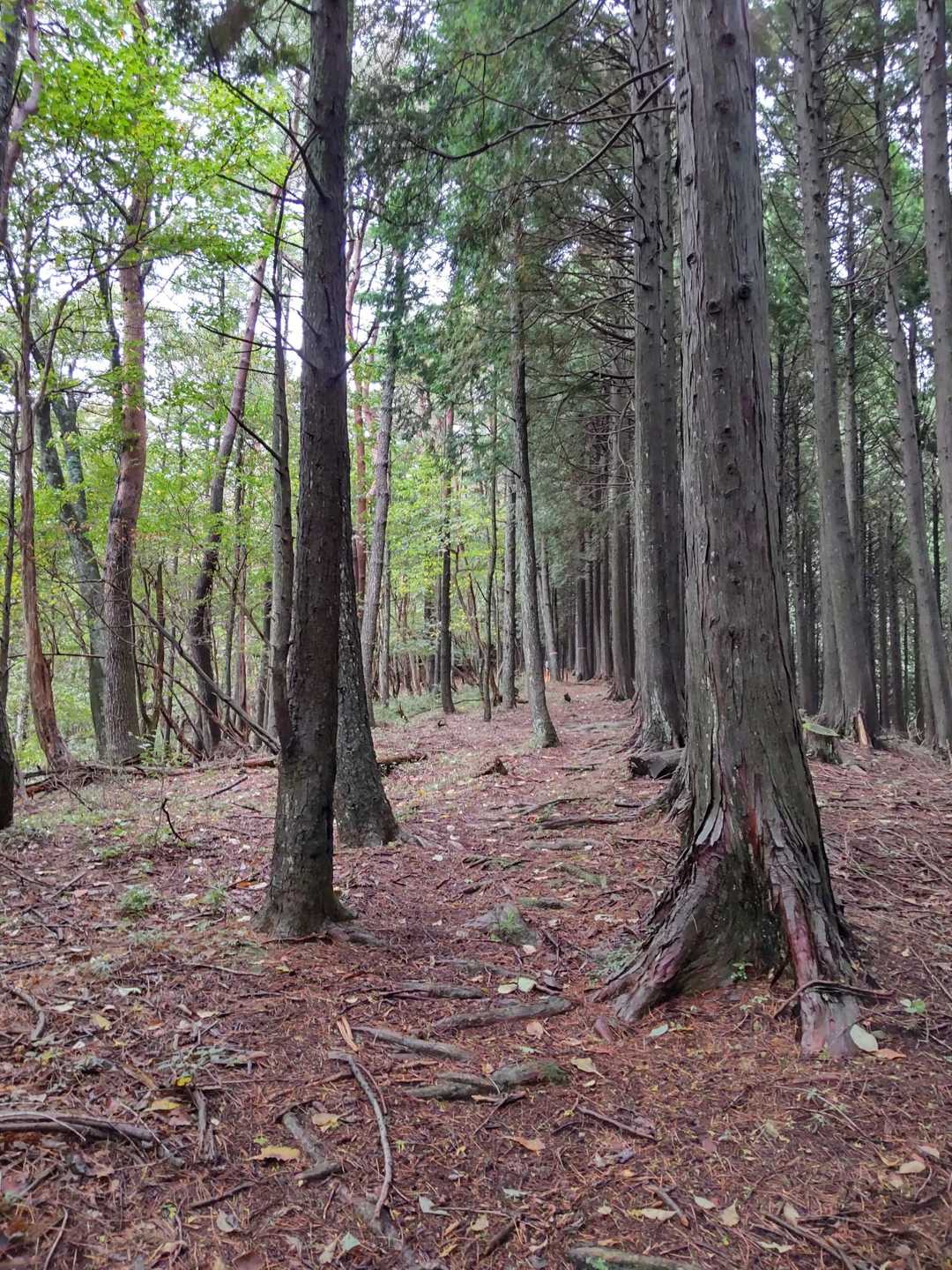 三国峠-三国岳 往復コースの写真