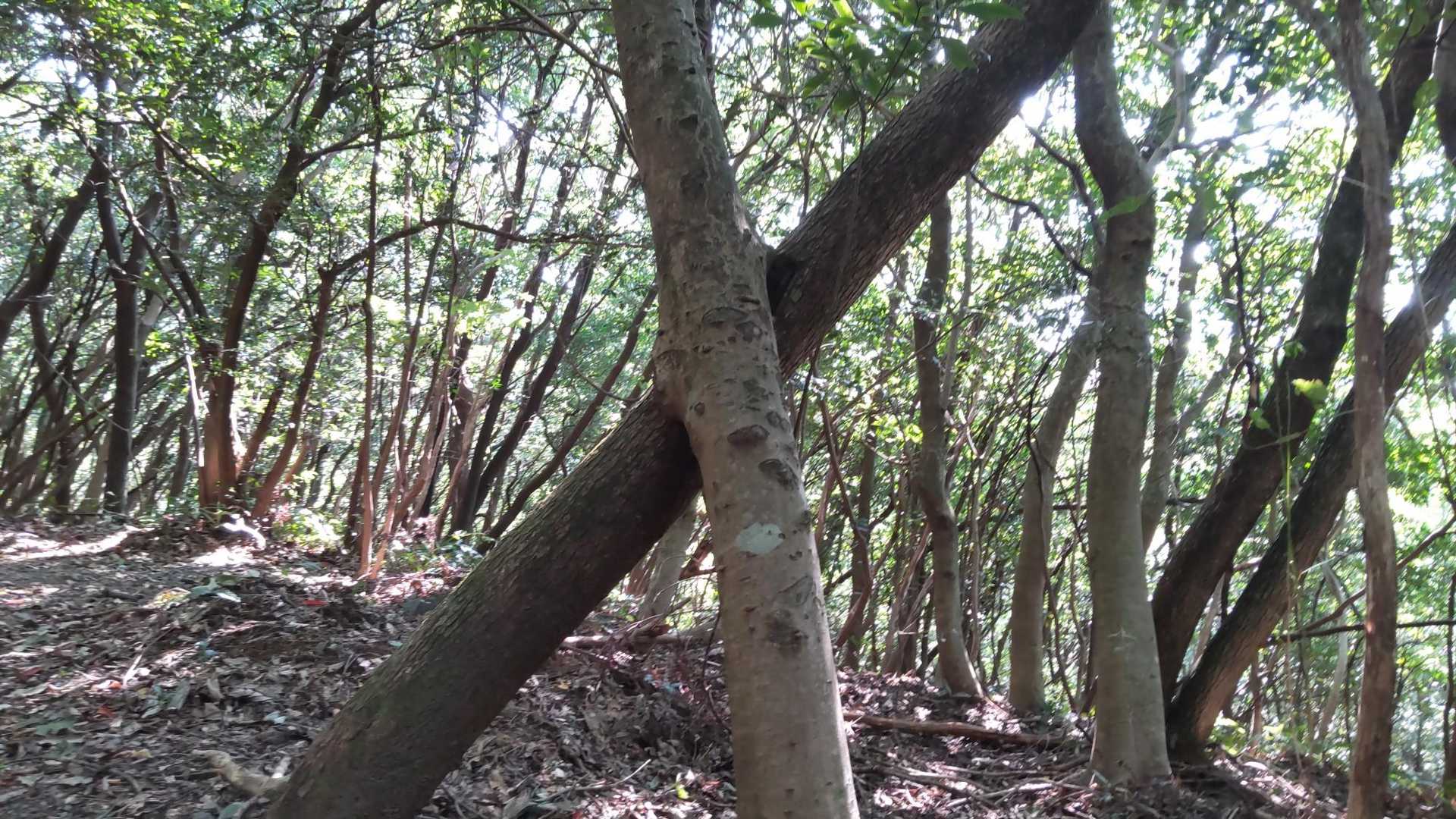 X🙅を作る🌲🌳
手前の木が支えられてるようにも見えます👀