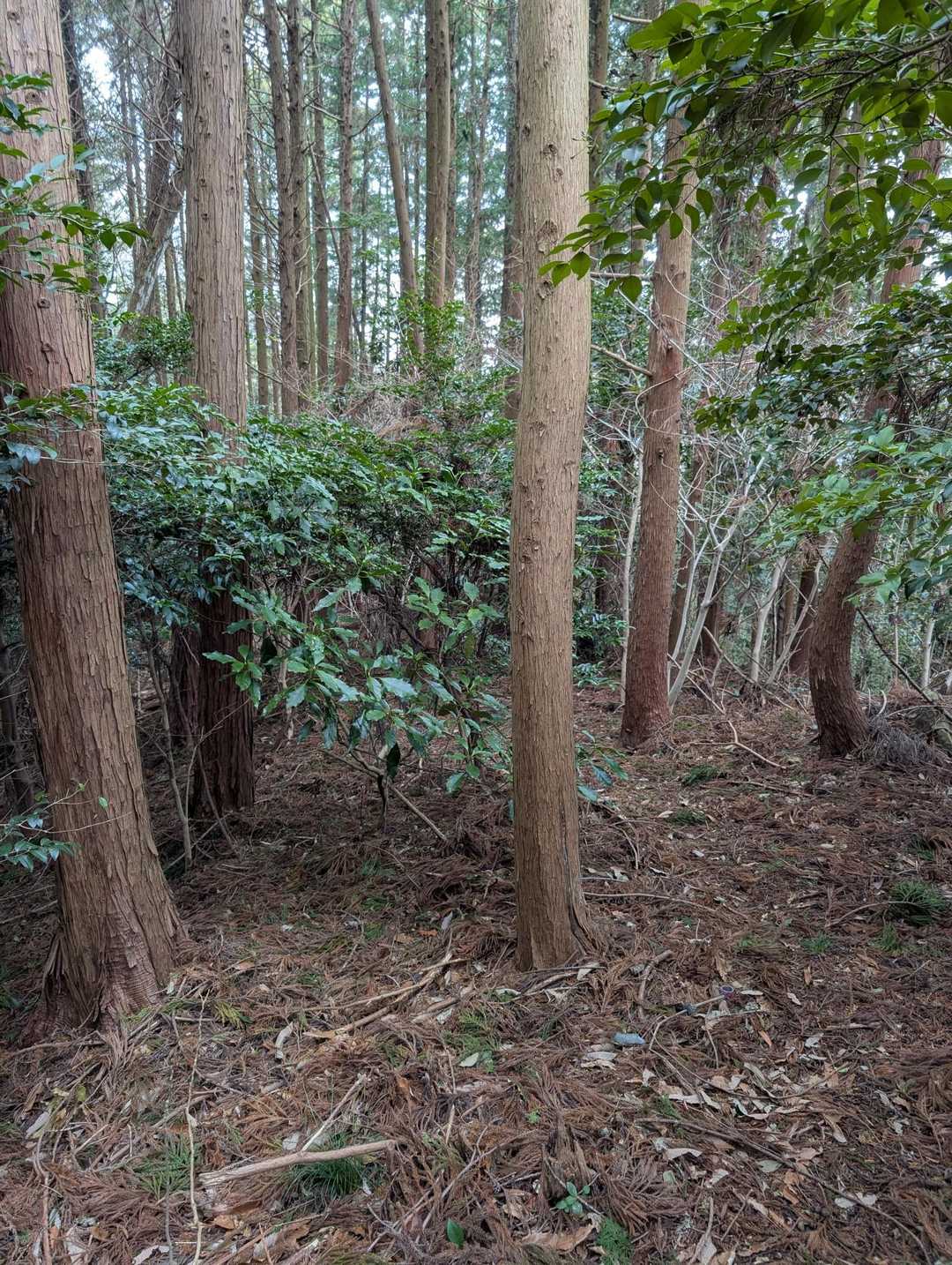 山の中って感じ