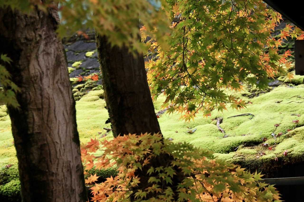 屋根の苔がいい感じです