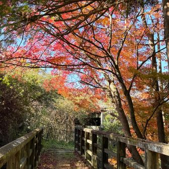 紅葉もリフレクションに負けてませんよ〜🍁
