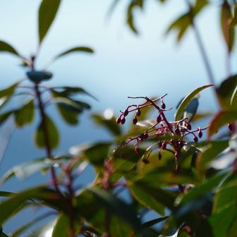 アセビに花芽が付いてました。日当たりの良い所や、樹の高い場所は、早めに付くようです。