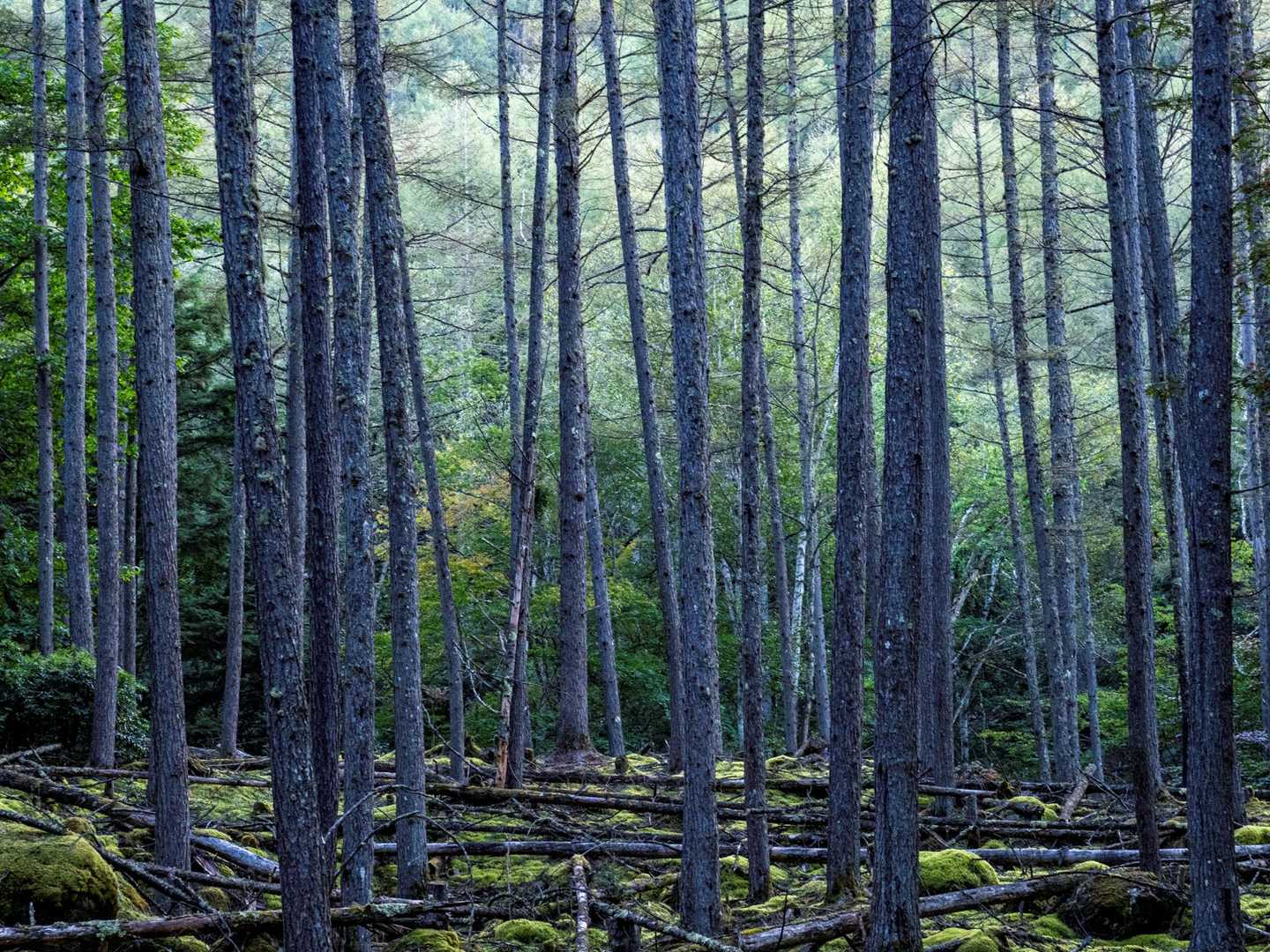 美しい針葉樹林の中の道。