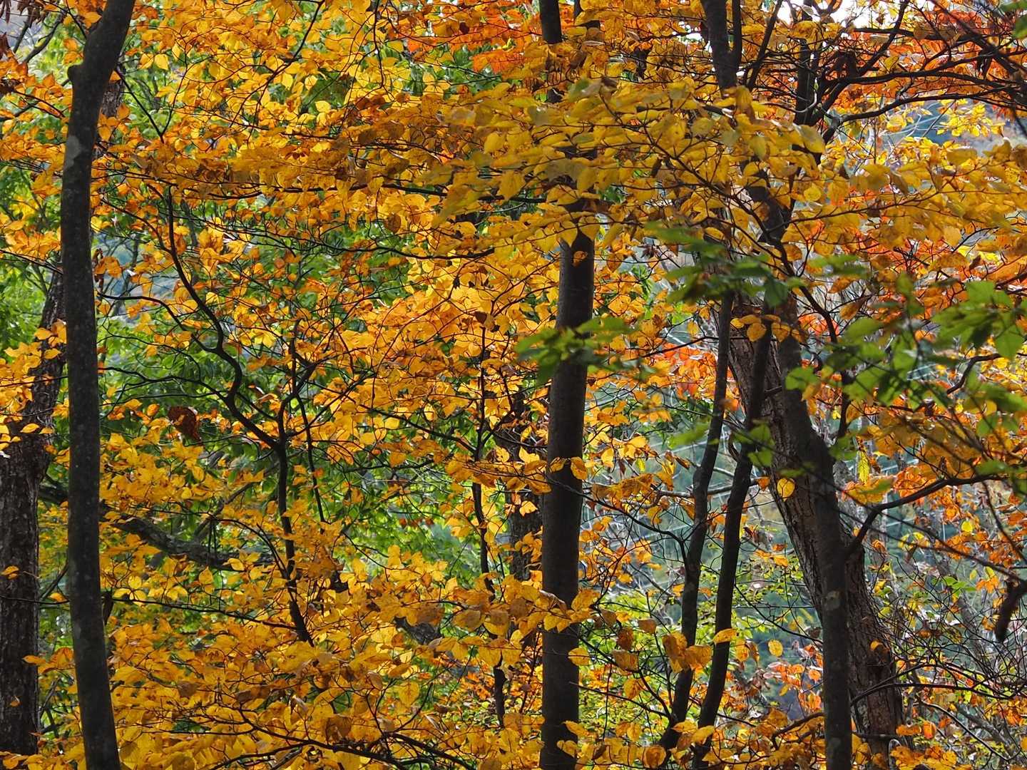 ハードな急登でも紅葉を楽しめます。