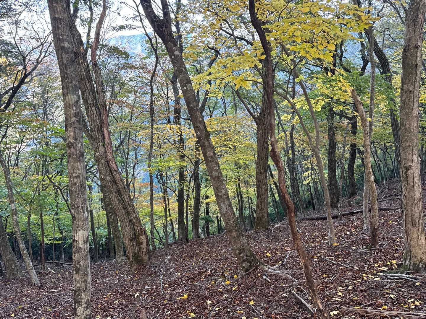 稜線の谷までうっすらと紅葉🍁