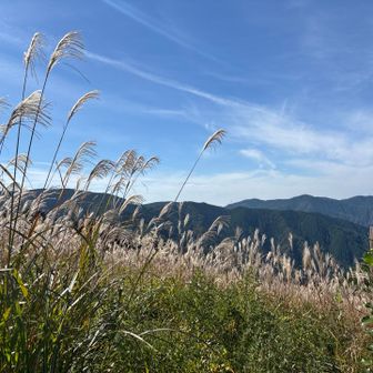 ススキと山々