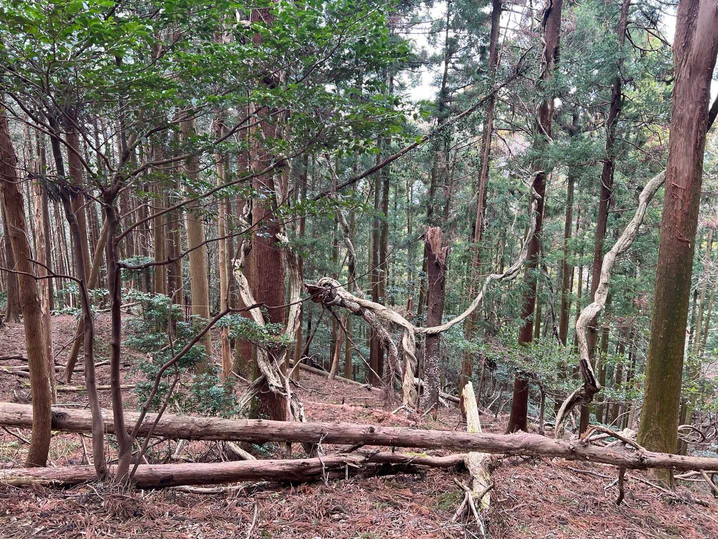 真ん中の木
お辞儀してるお猿さんのアニマルの🌲