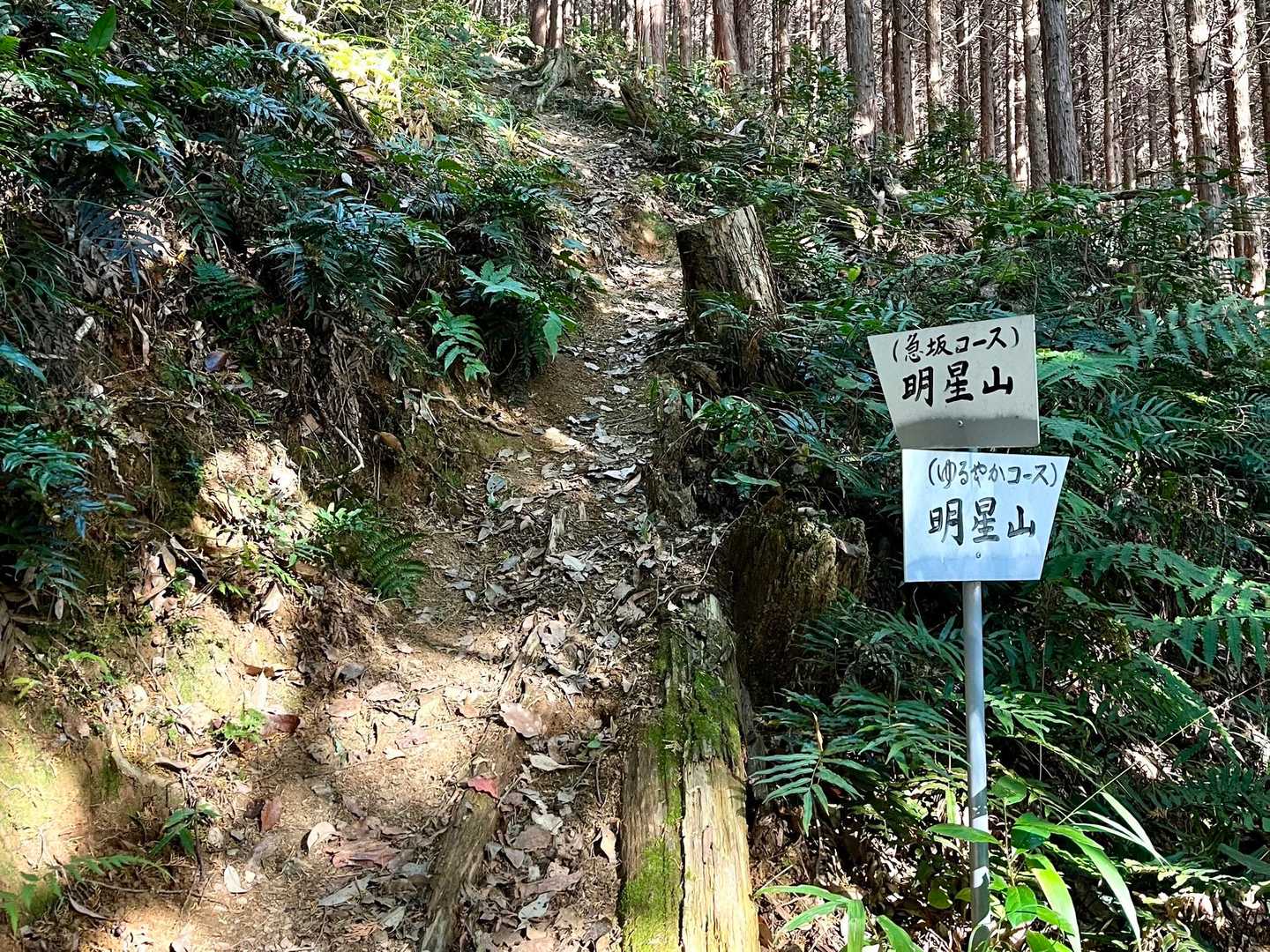 さてさて、山頂に行きまっせ〜💨💨💨
もちろん、急坂でヒーヒー楽しみます🤣