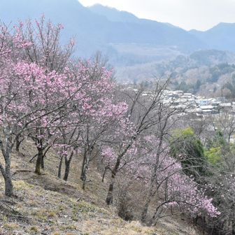 お伊勢山の桜