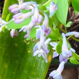 ミチノクエンゴサク