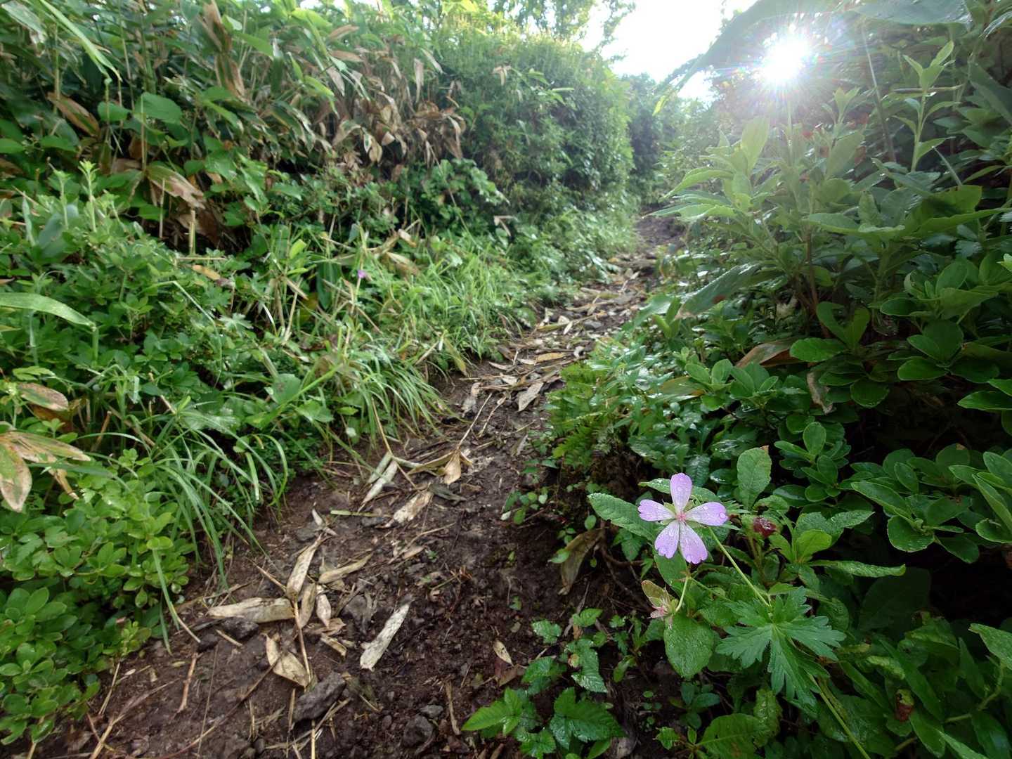 富士見峠-八間山 往復コースの写真