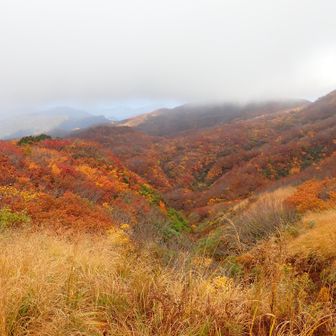 日が当たるとやっぱり色はぐっと鮮やかになります