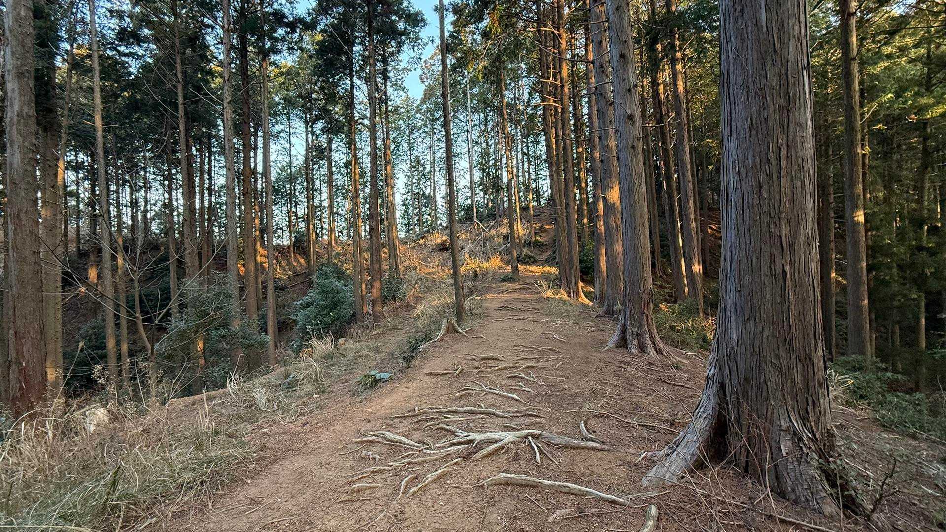 遠見岳登山口-遠見岳-遠見岳裏登山口 周回コースの写真