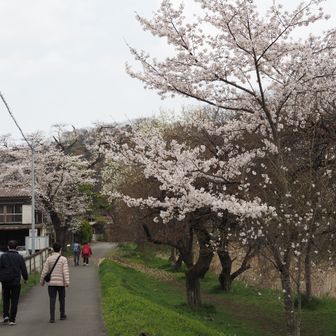 小仏川沿いの桜🌸も満開でした。