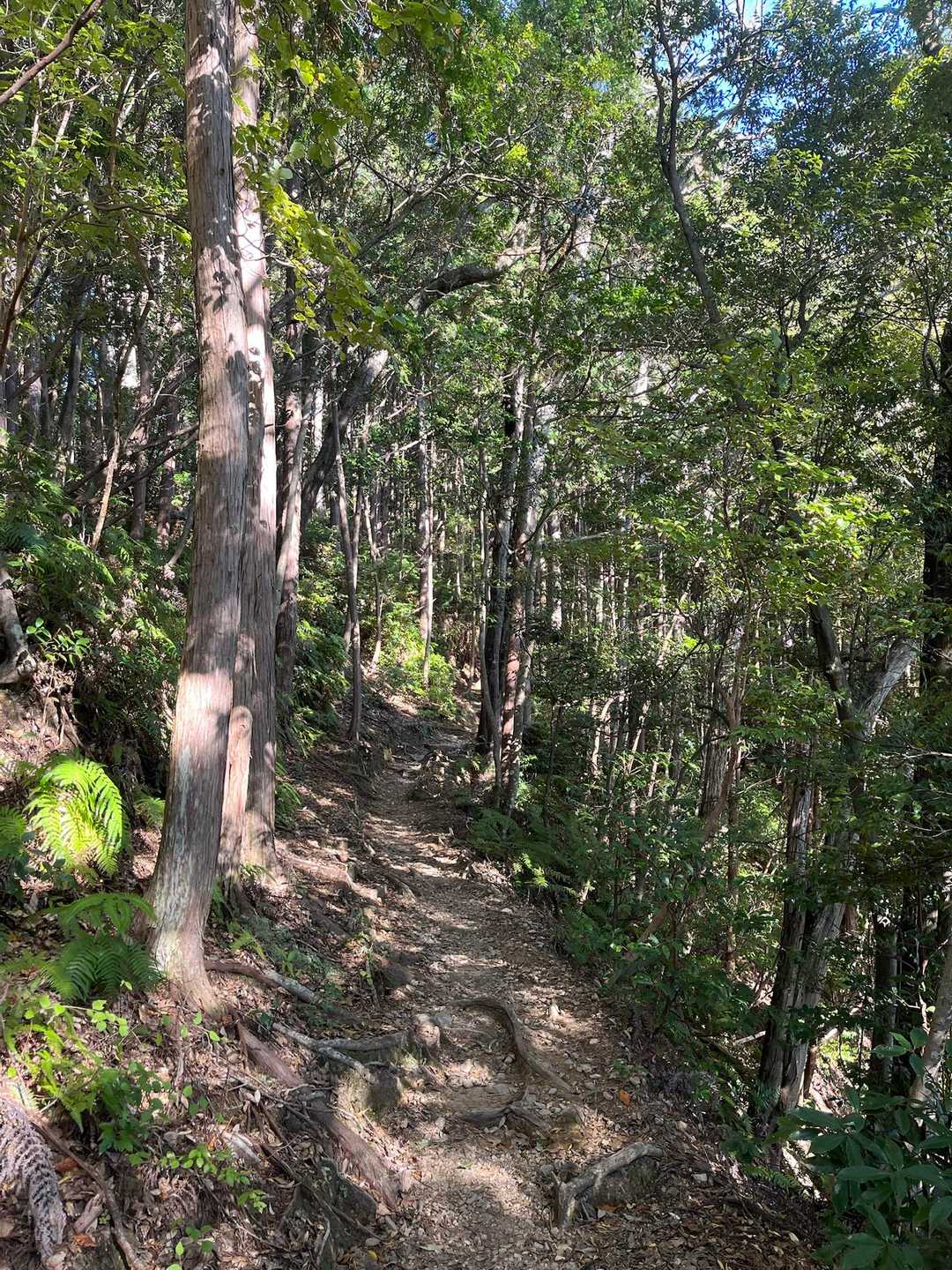 馬越峠-天狗倉山 往復コースの写真