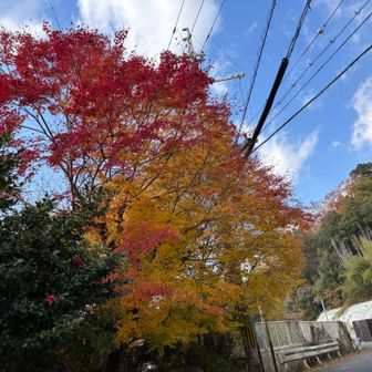 しょぼいけど、今日一番の紅葉かも🍁