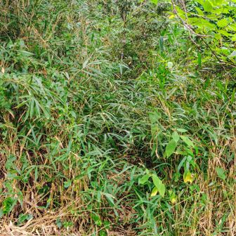 紀泉わいわい村に着き 前あたりに登山口があるはずでしたけど 右側の斜面が笹薮で鬱蒼としてて全く気が付かず通過しました🚶 先を見ても登山口らしい所がなかったので YAMAPを確認すると来すぎてて少し戻り よ〜く見ると👀この写真の奥の木に小っちゃい梵天山のプレートを見つけました🤔ここが登山口です😊

前途多難やなと思いながら クモの巣退治に木の枝を振り回しながら突入しました↗️🚶