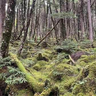白駒池周辺の苔は、下り斜面を見上げる構図になるので迫力があります。