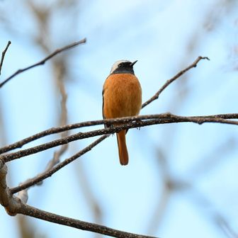 なんか鳥と相性がいいのかよく寄ってきてくれた