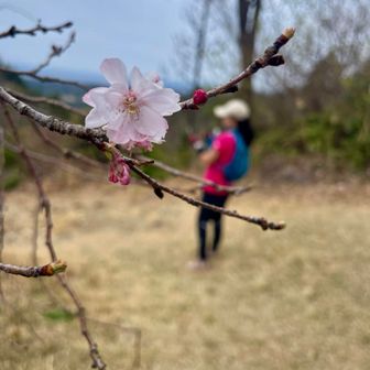 春がいっぱいのトレイル🌸
早歩きだと花にも街並みにも
新たな発見が多く立ち止まってばかり
それがまた歩きの醍醐味