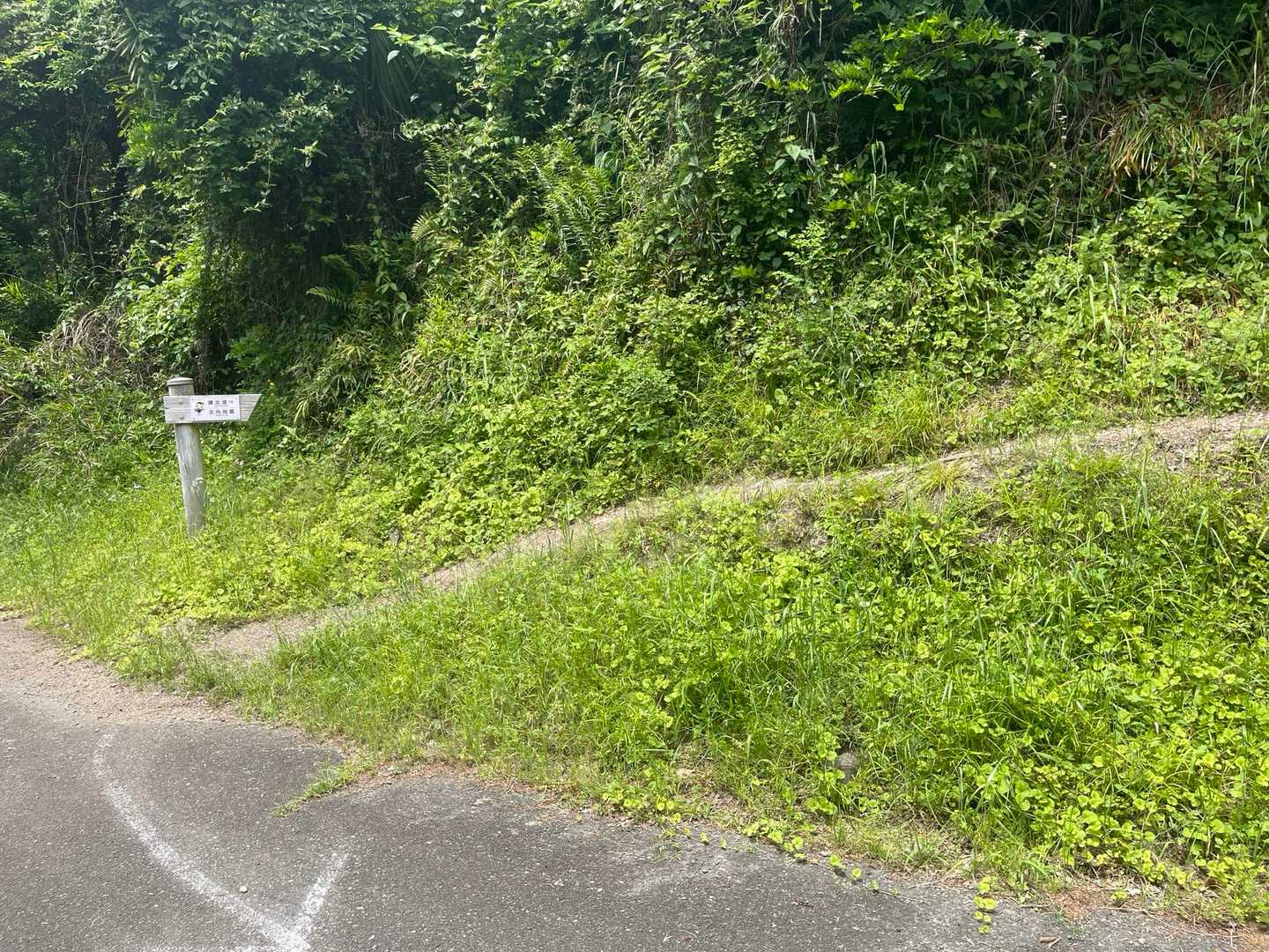 車道に出て、すぐ右にいって間違えました。
左に行くとすぐ、登山道に入る道あり