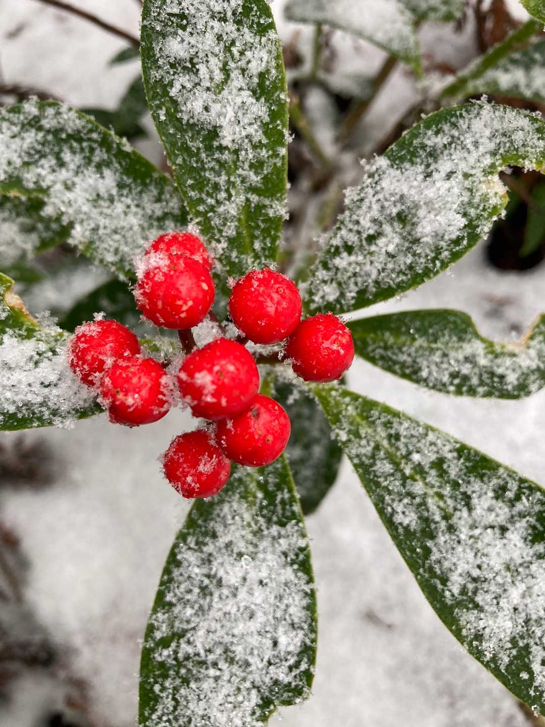 雪に逆らい赤い実が、映えます！