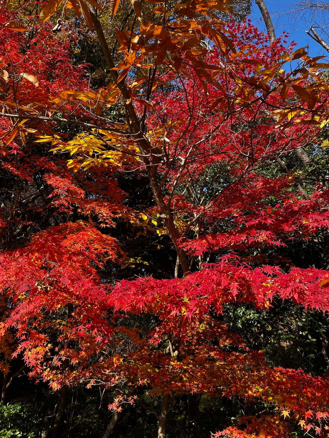 この辺りの紅葉が本当に綺麗でした✨