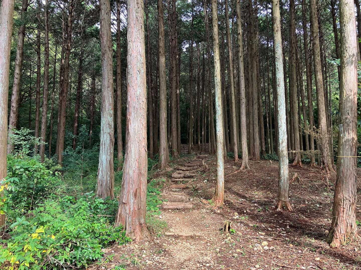 好き