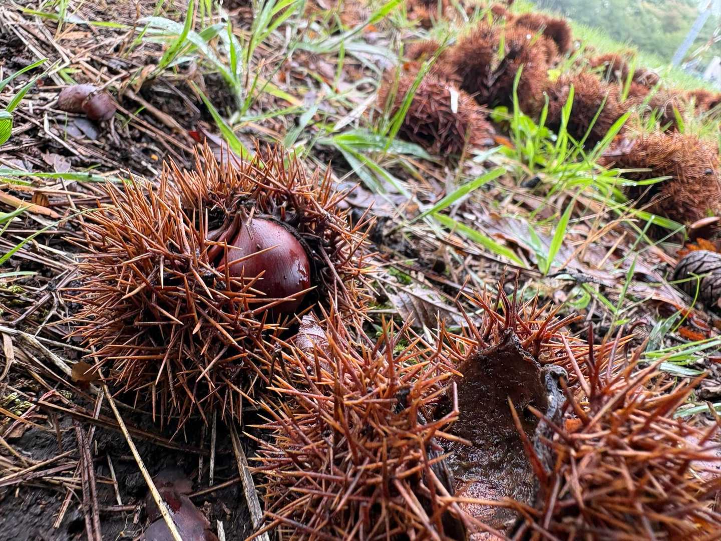 ゴロゴロ
栗🌰落ちてますが。
ほとんど実はない🤣