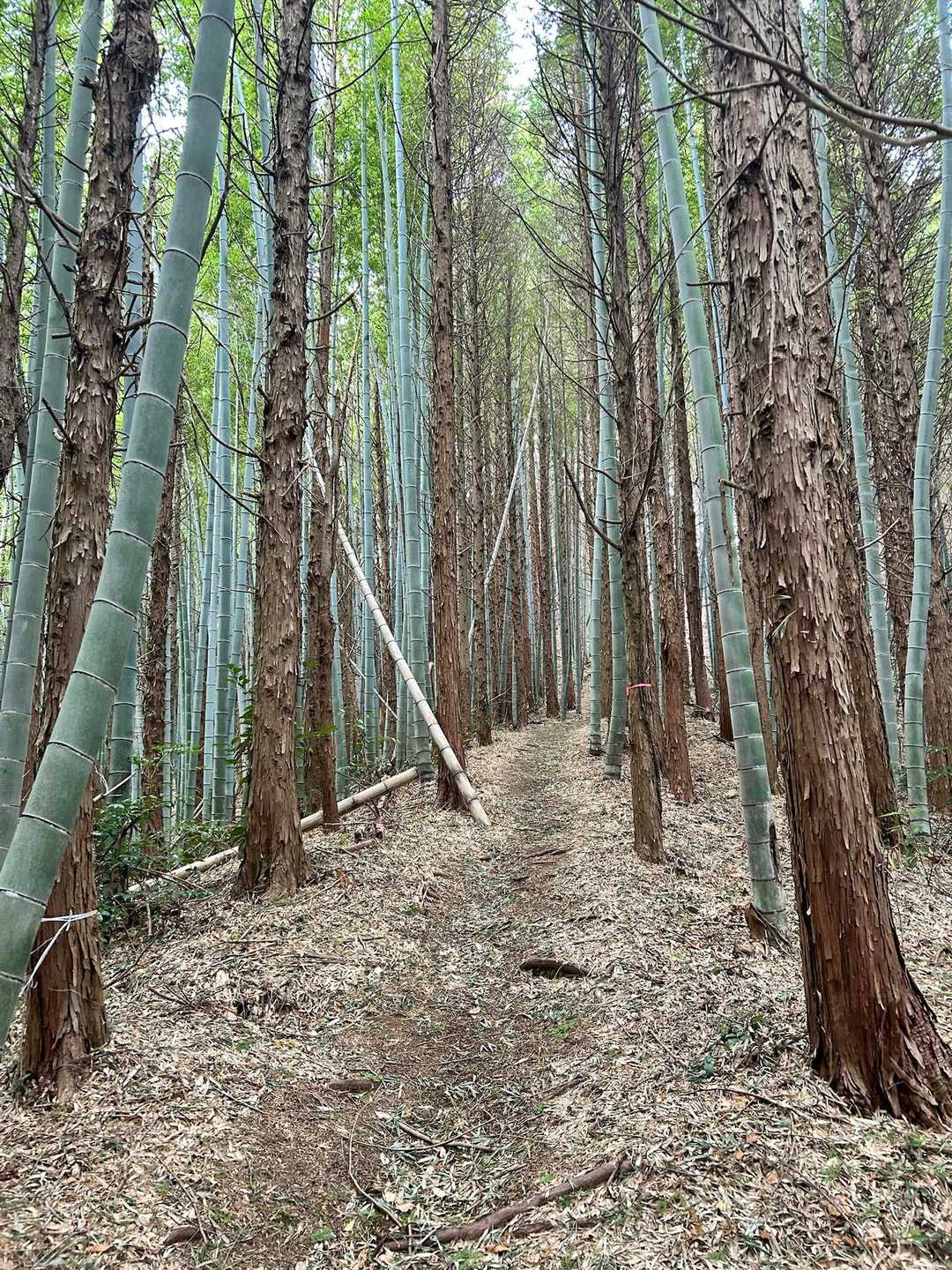 竹林ゾーン🎋