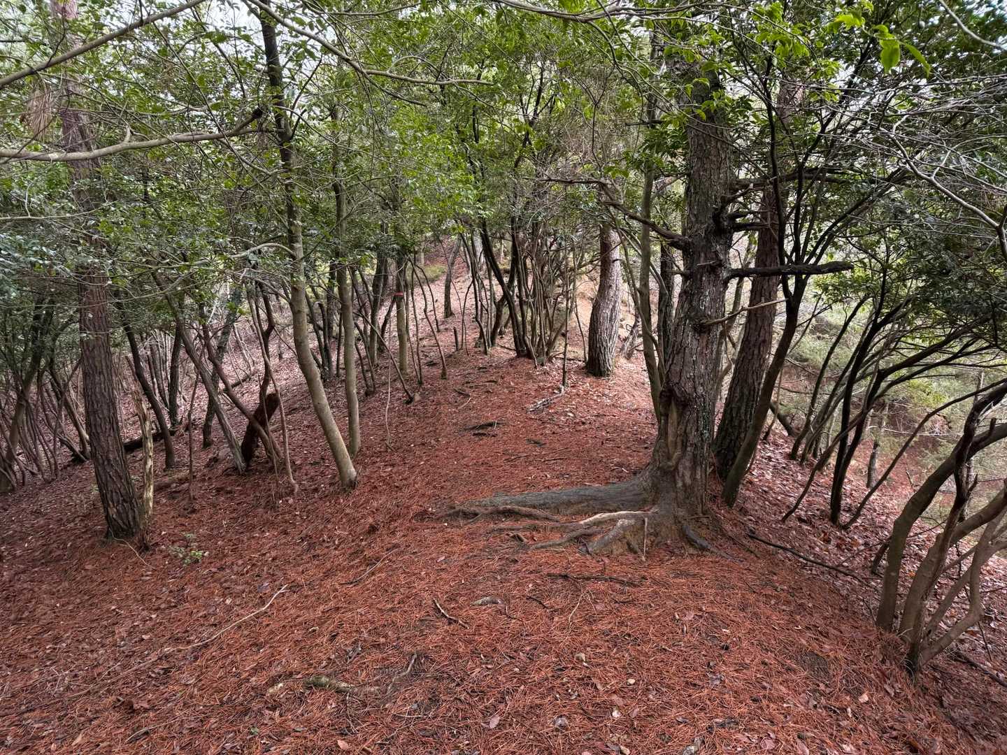 展望休憩所からは普通の登山道
踏み跡は山頂までしっかり付いていて ピンテの誘導も絶妙で迷わず歩けます