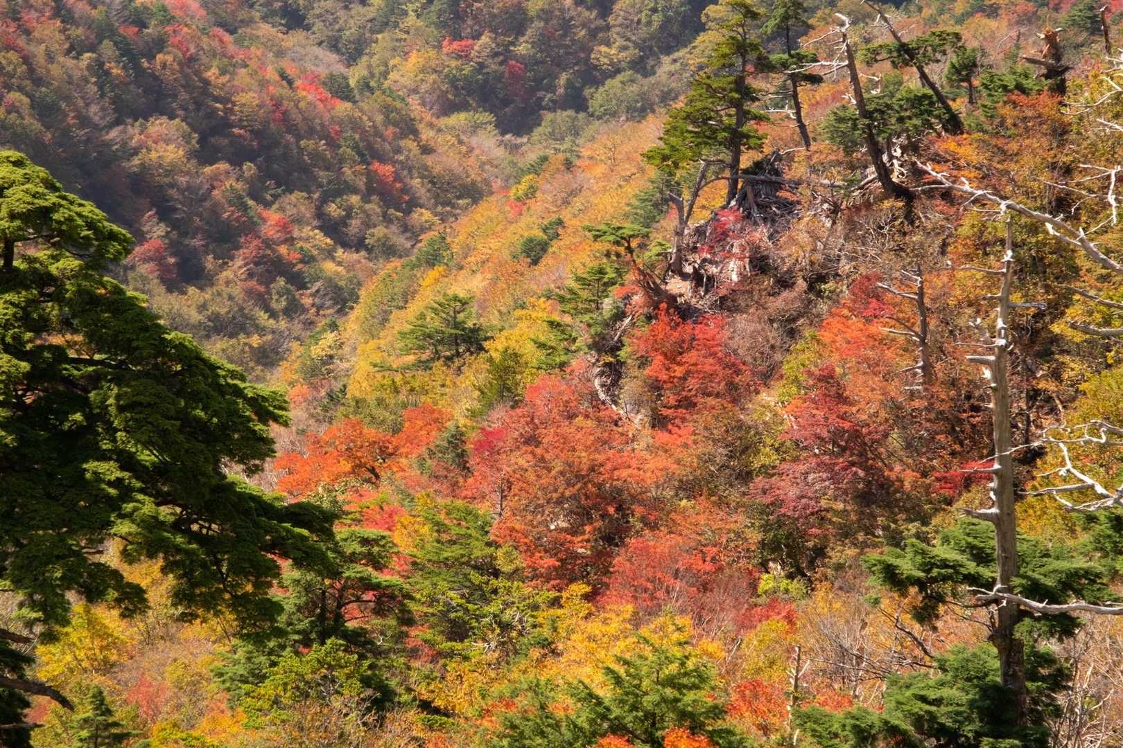 槍戸山〜一ノ森に向かう途中の紅葉