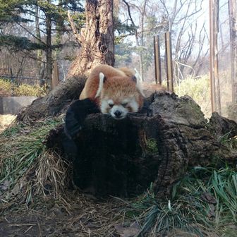 ミッキー❅*॰ॱ