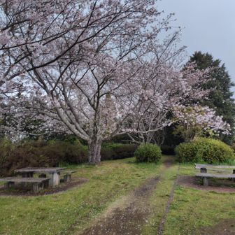 8分咲きくらい？